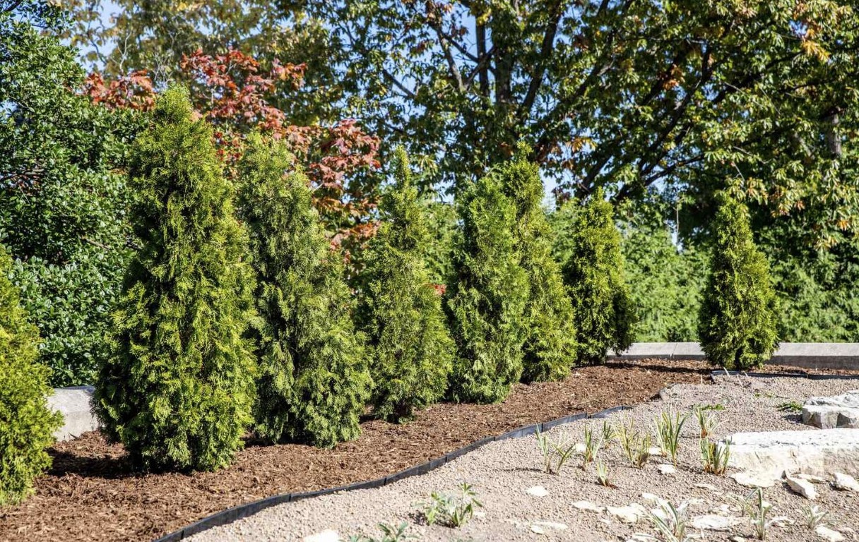 Commercial landscaping with professional shrub installation in Pflugerville, TX