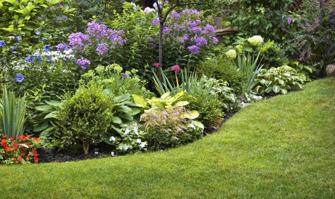 Professional lawn care and maintenance services in Pflugerville, TX